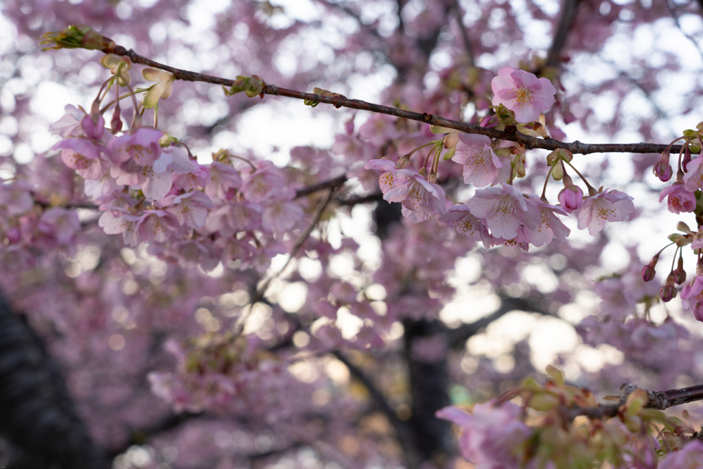 河津桜