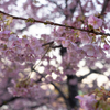 河津桜