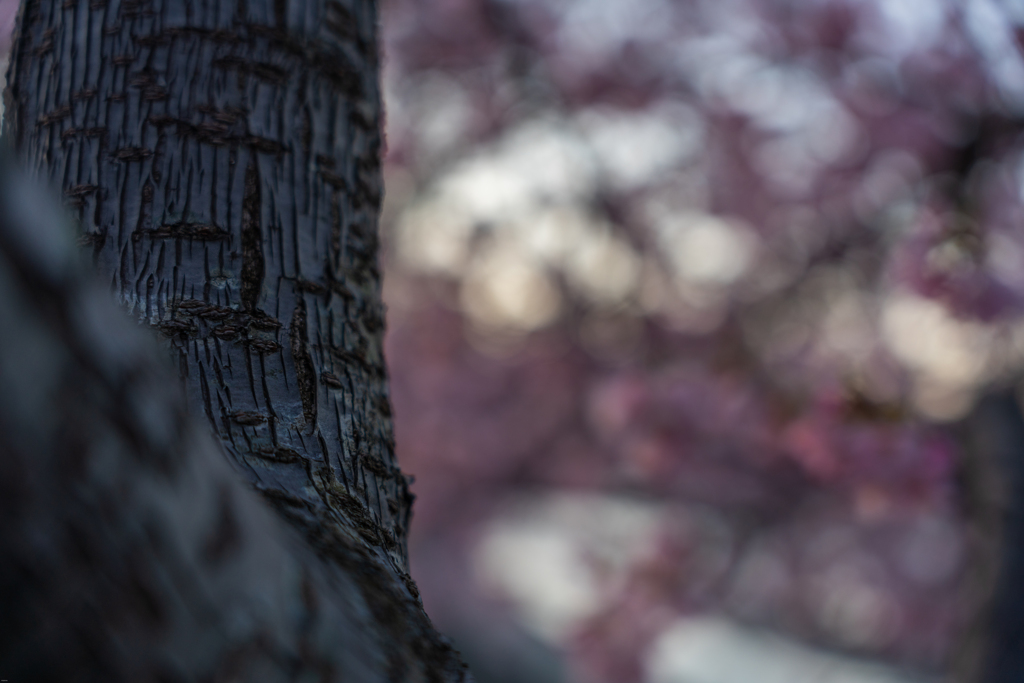 河津桜のボケ