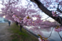 河津桜