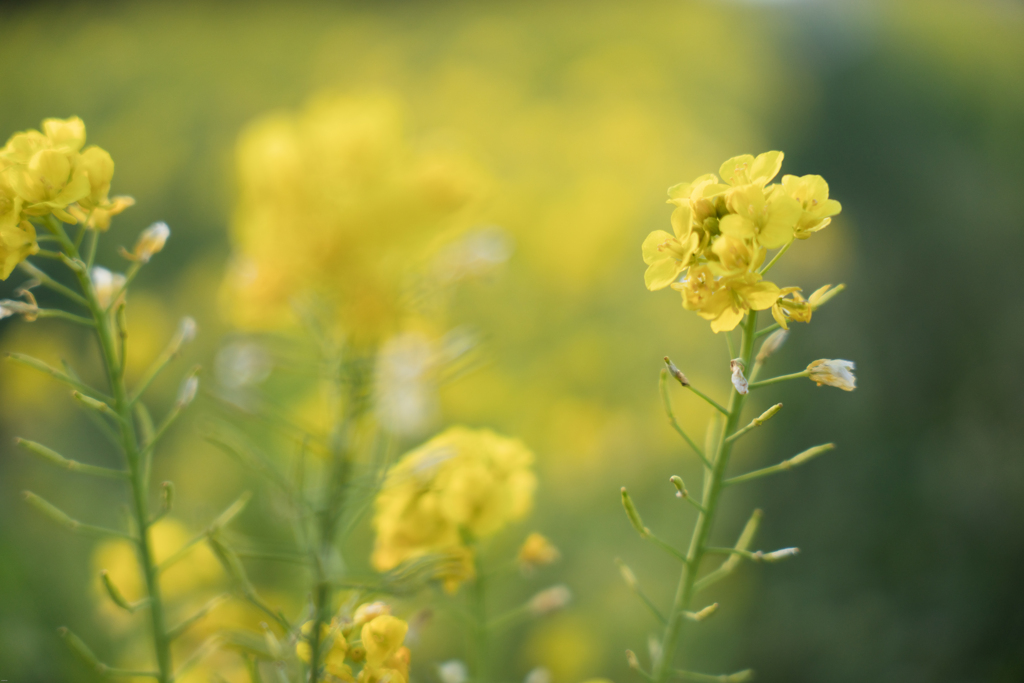 菜の花