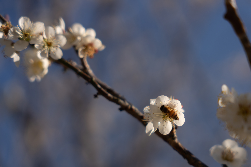 梅と蜜蜂