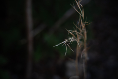 枯れた植物