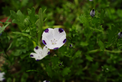 開き始める花