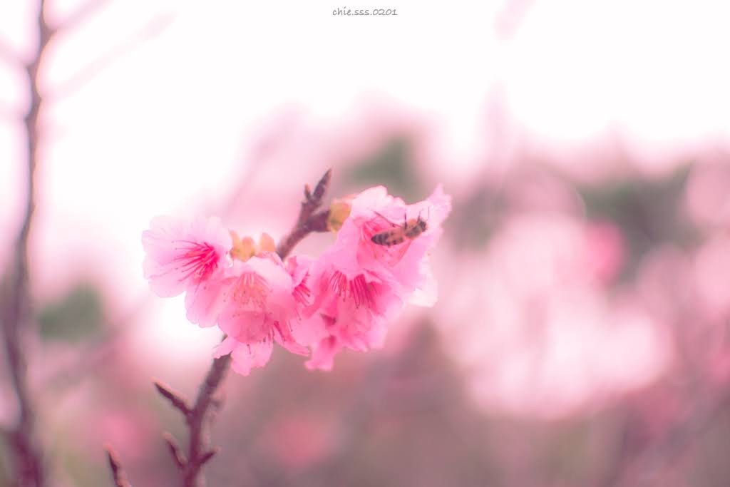 小春日和