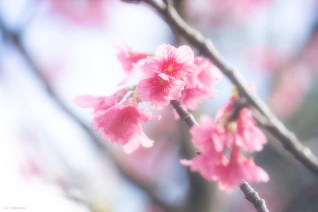 寒緋桜