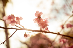 朝のお花見