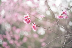 寒緋桜