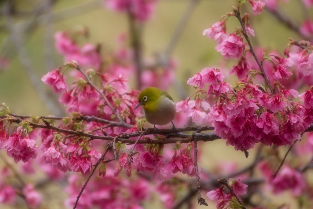 寒緋桜、咲きました