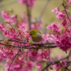 寒緋桜、咲きました