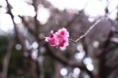 桜咲く