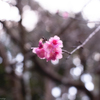 桜咲く