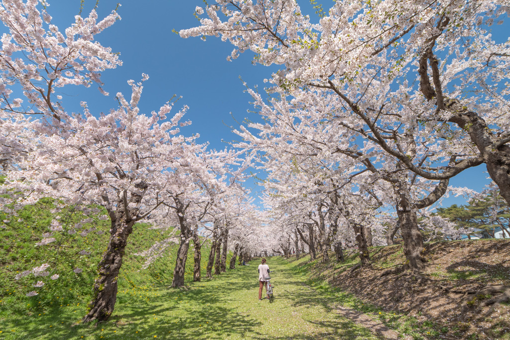 本気な桜たち