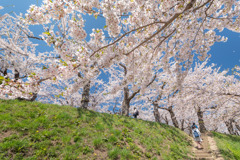 桜でいっぱいの空