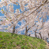 桜でいっぱいの空