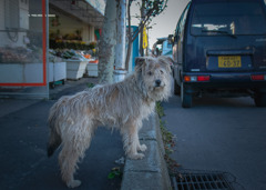 犬の生活-晩秋