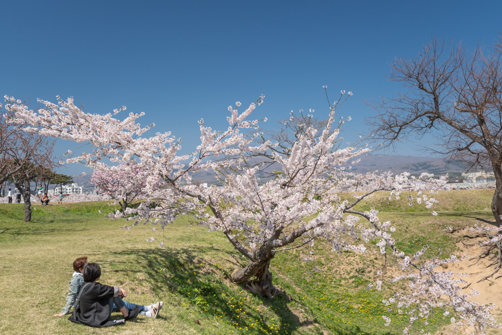 桜の傾き