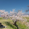 桜の傾き