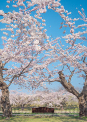桜の咲くベンチ