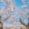 桜の咲くベンチ