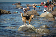 犬の生活-夏