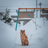 犬の生活-冬