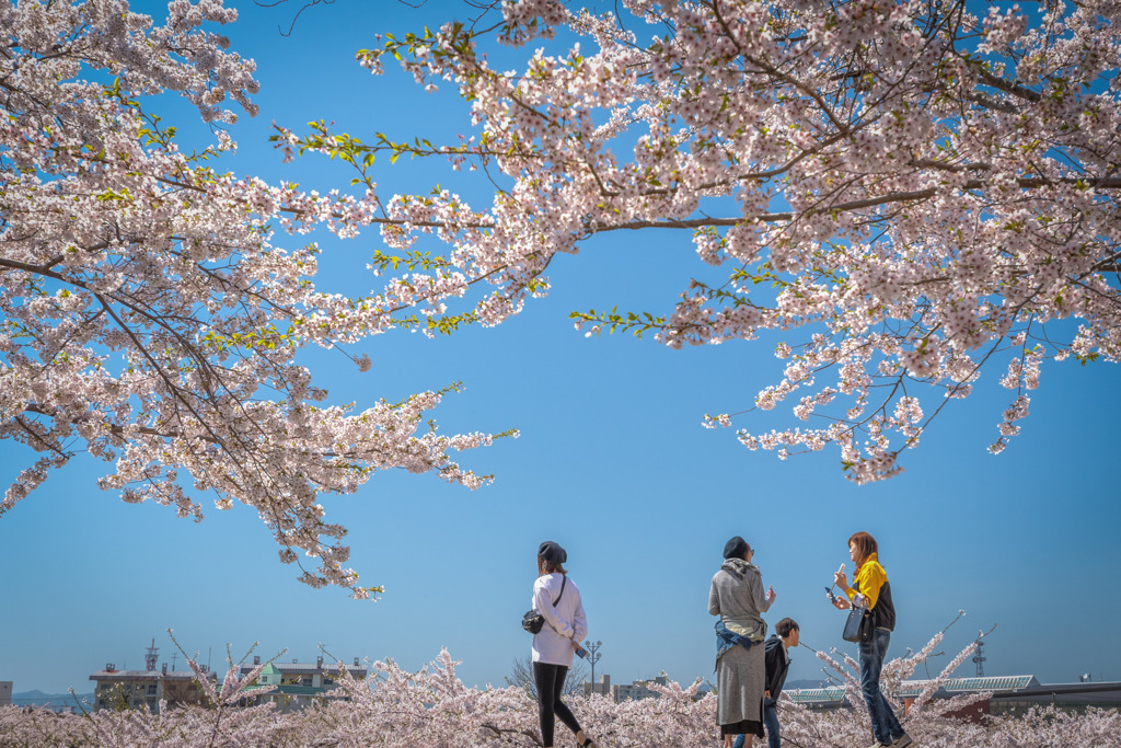 桜舞台