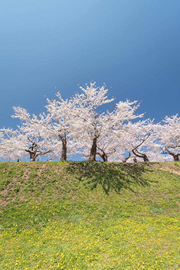 極楽浄土な桜