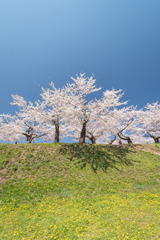 極楽浄土な桜