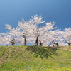 極楽浄土な桜