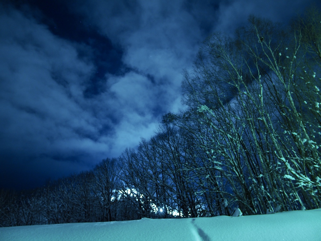 夜の雪林