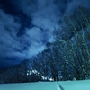 夜の雪林