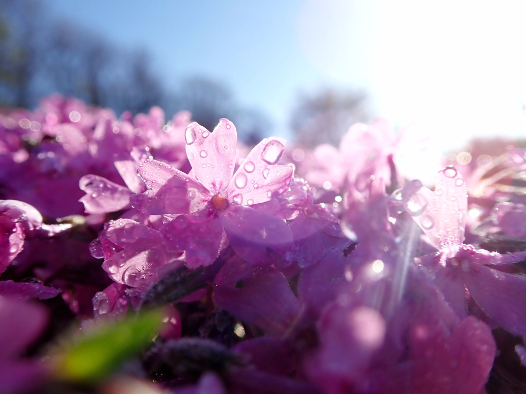 朝露の芝桜1