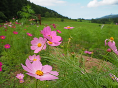 夏のコスモス