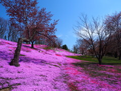 芝桜と山桜