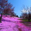 芝桜と山桜