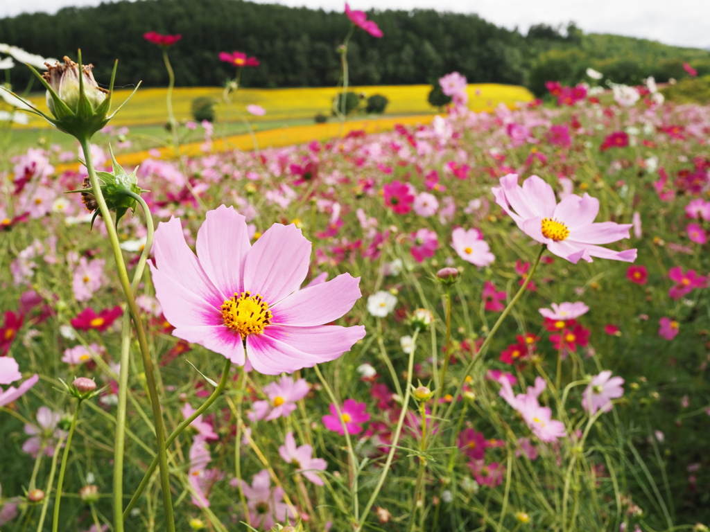 コスモスの花畑