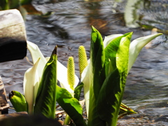 水芭蕉と清流