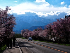 桜並木と大雪山系