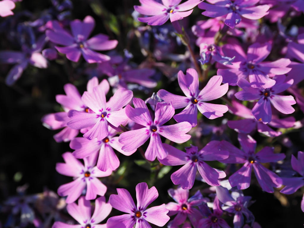 夕暮れの芝桜