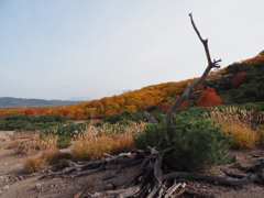 砂原の紅葉