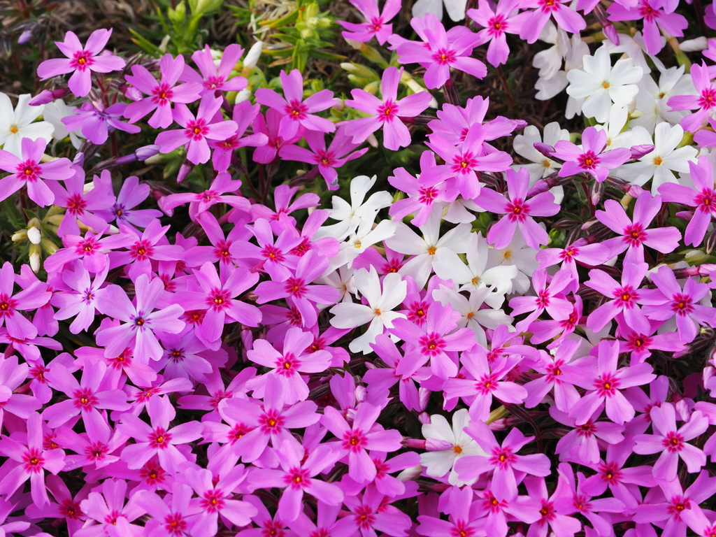 芝桜の彩