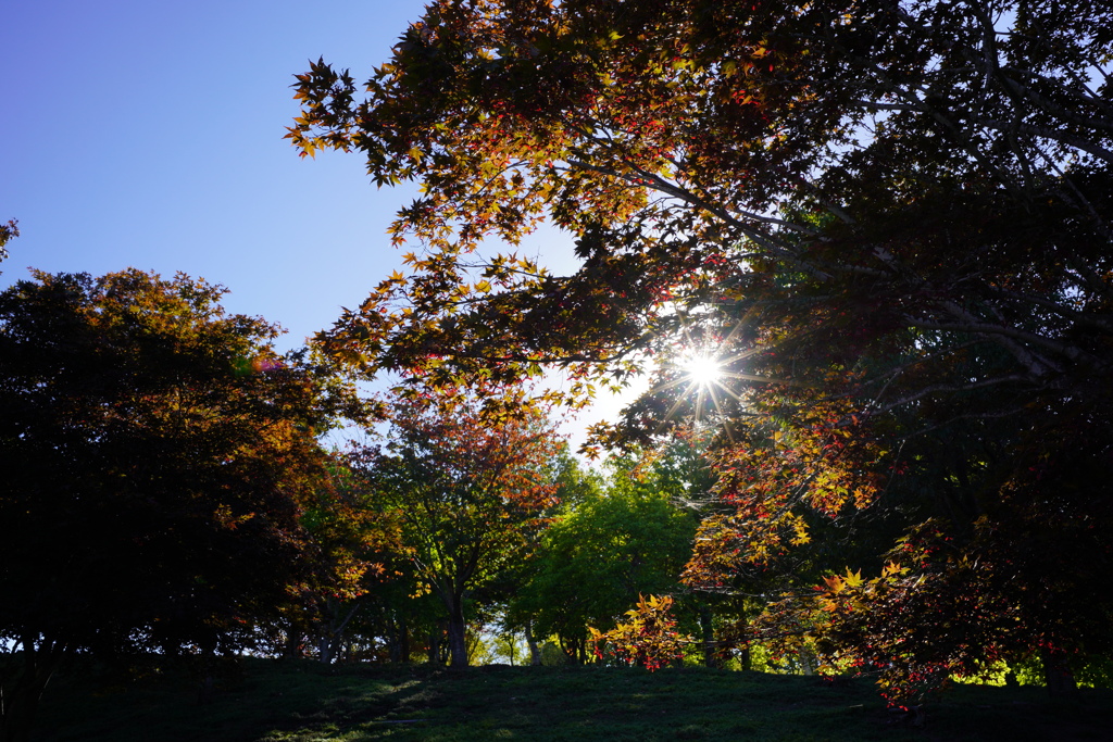 紅葉間の光