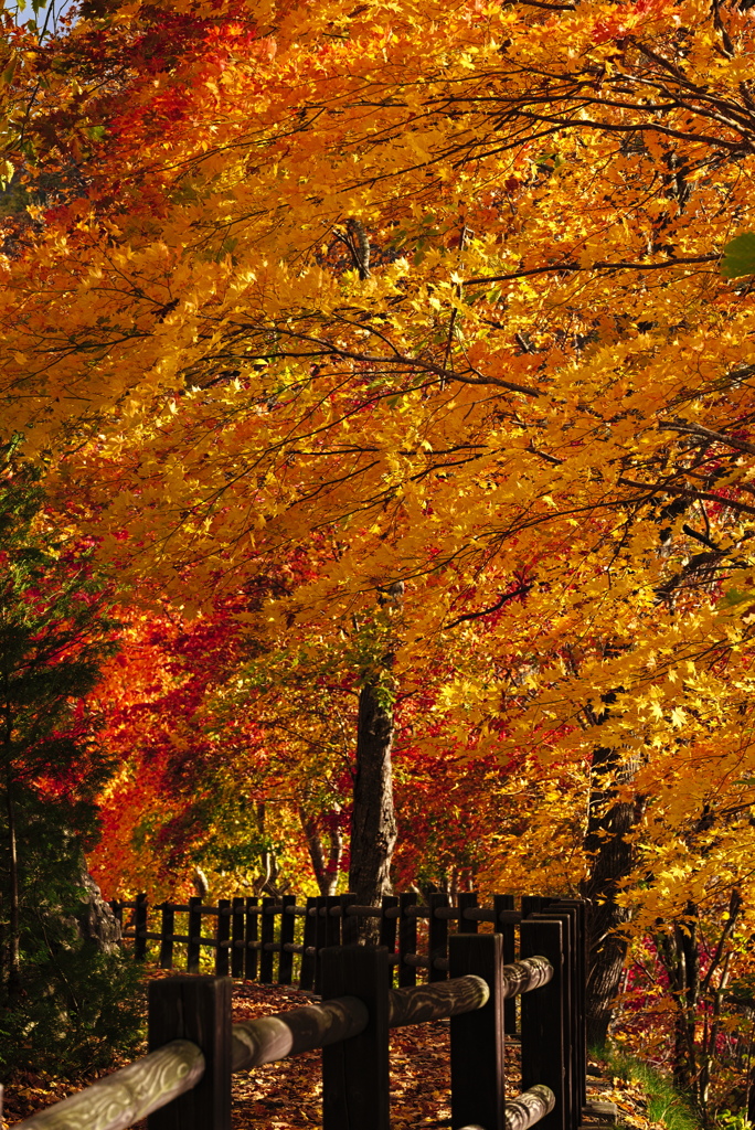 錦仙峡の紅葉4