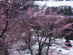 桜と雪原