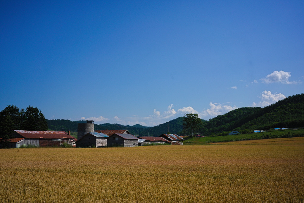 小麦畑の農景