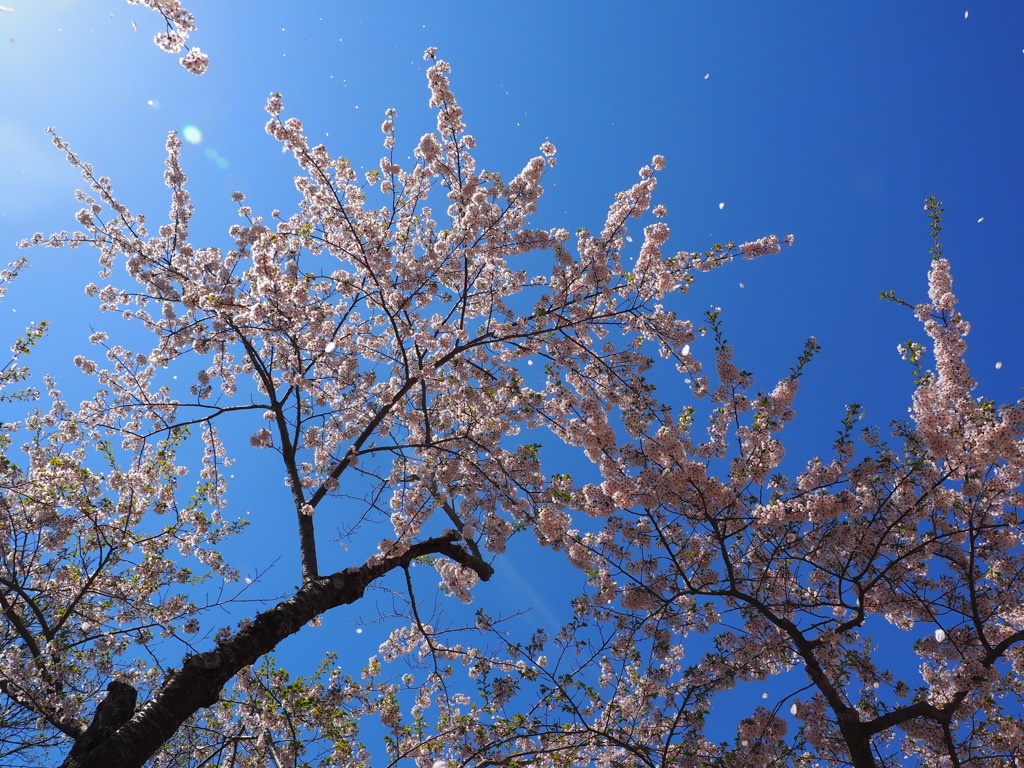 桜吹雪