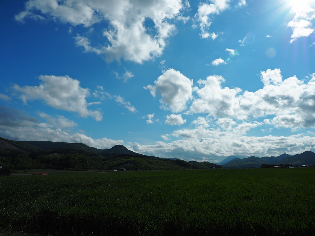 玉葱畑の青空