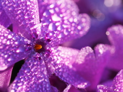 朝露の芝桜　マクロ