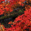 紅葉と清流